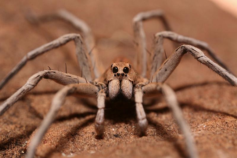 Lycosa_ZZXYX_D6004_Z_88_Alice Springs_Australie.jpg